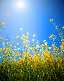 Summer Sun