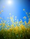 Summer Sun